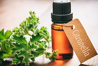 מי מכיר את שמן ציטרונלה?