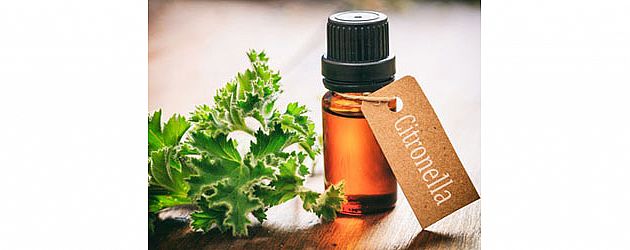 מי מכיר את שמן ציטרונלה?